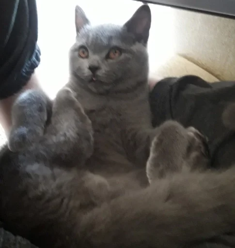 Эмодзи kitty NDY