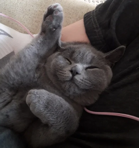 Эмодзи kitty NDY