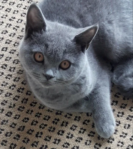 Эмодзи kitty NDY