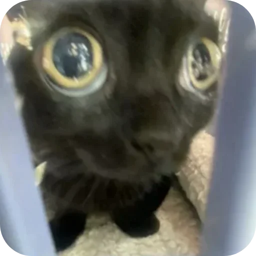 Эмодзи Китя