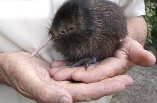 Эмодзи птички киви