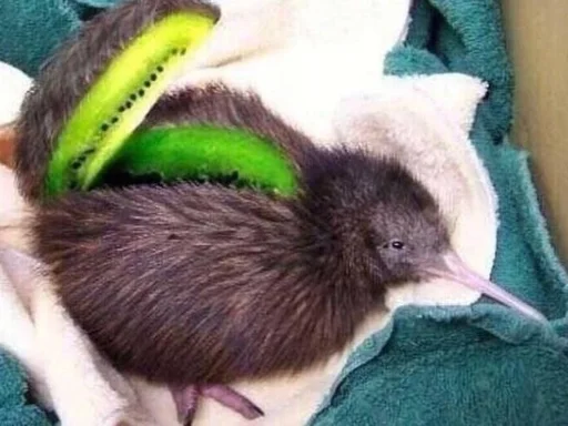 Эмодзи птички киви