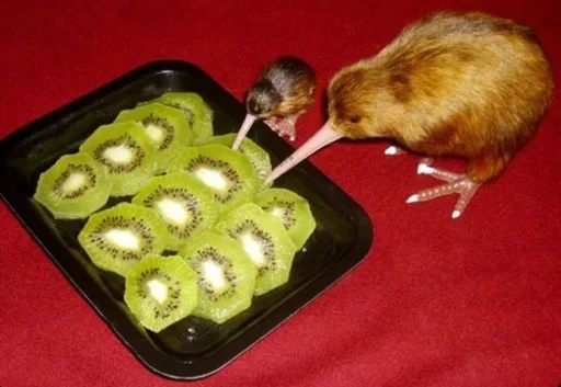 Эмодзи птички киви