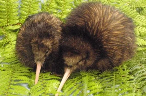 Эмодзи птички киви