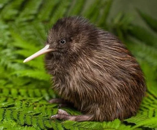 Эмодзи птички киви