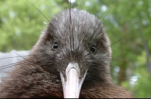 Эмодзи птички киви