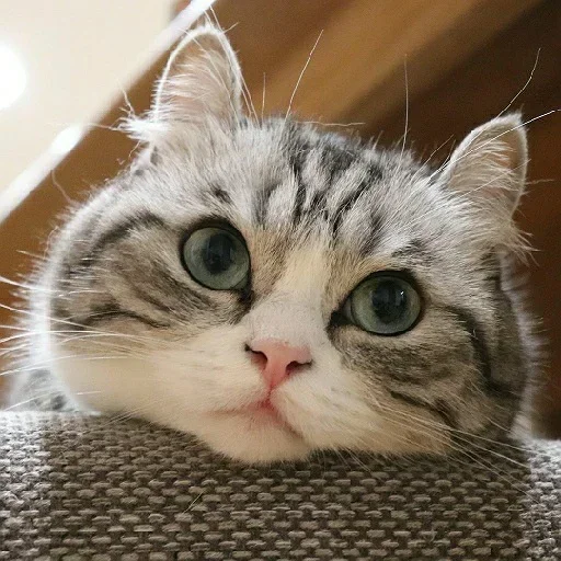 Эмодзи Будни Комару