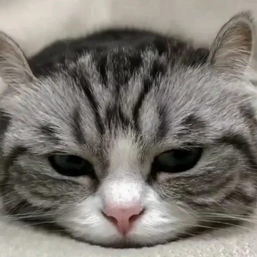 Эмодзи Будни Комару