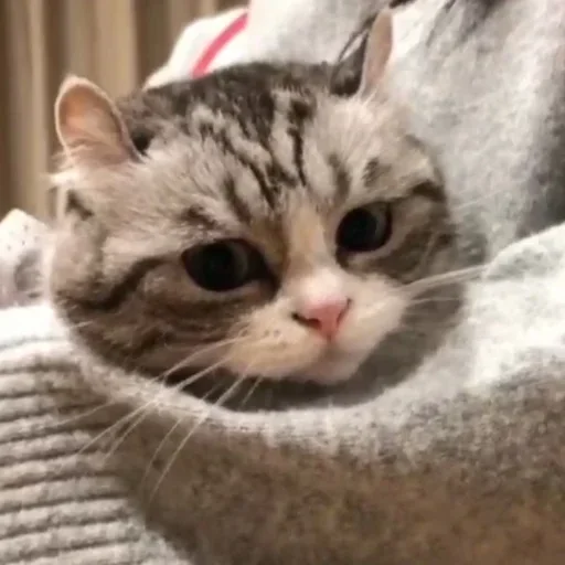 Эмодзи Будни Комару