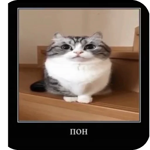 Эмодзи Комару рофлс