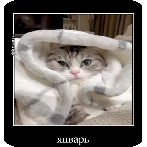 Эмодзи Комару рофлс