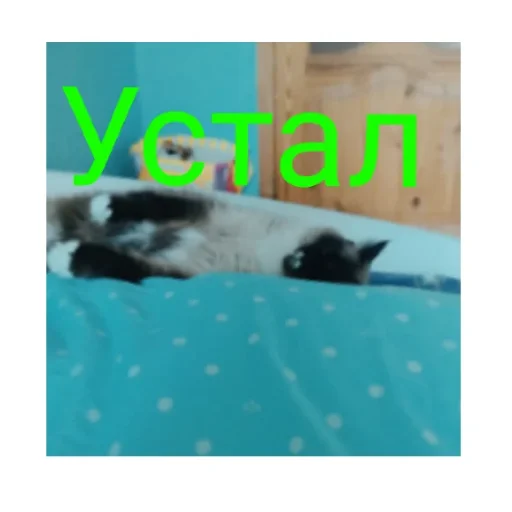 Эмодзи Кот Белик