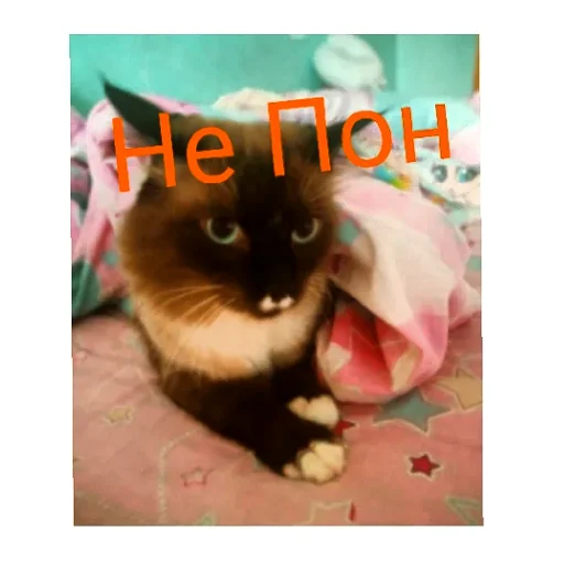 Эмодзи Кот Белик