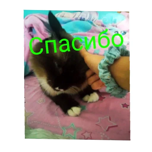 Эмодзи Кот Белик