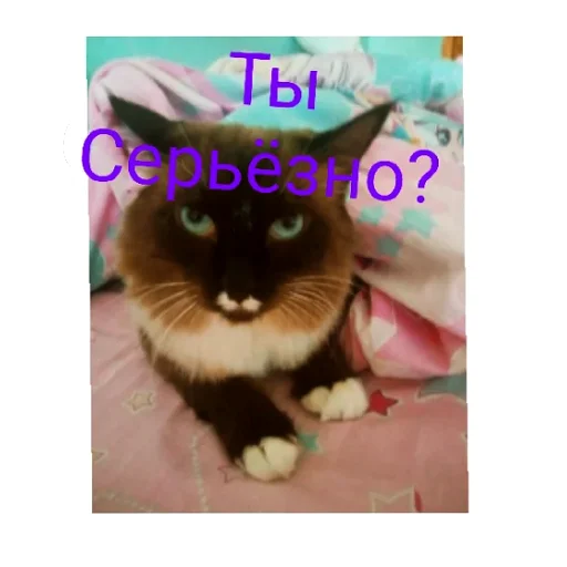 Эмодзи Кот Белик