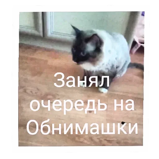 Эмодзи Кот Белик