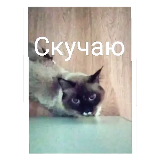 Эмодзи Кот Белик