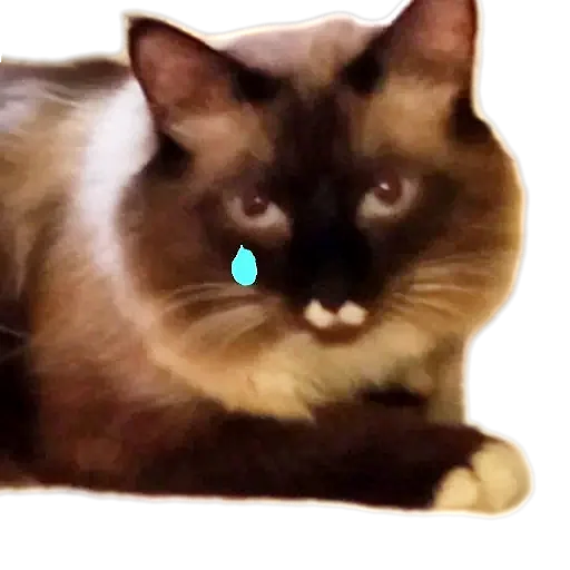 Эмодзи Кот Белик