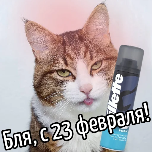 Эмодзи Кот "Бля" ?