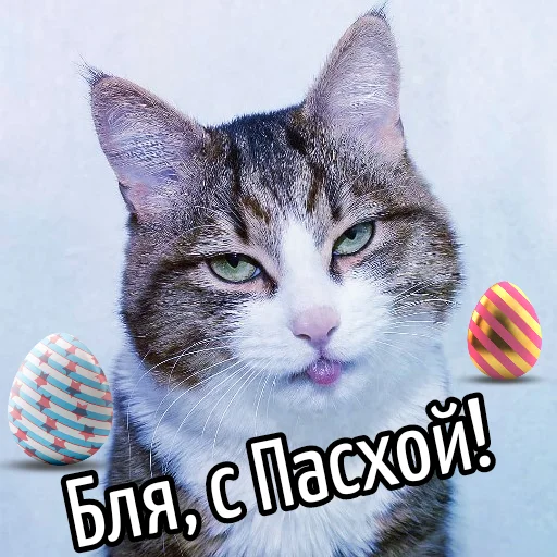 Эмодзи Кот "Бля" ?