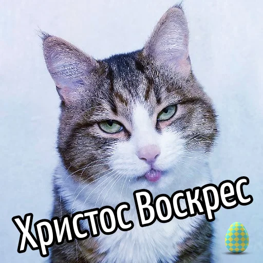 Эмодзи Кот "Бля" ?