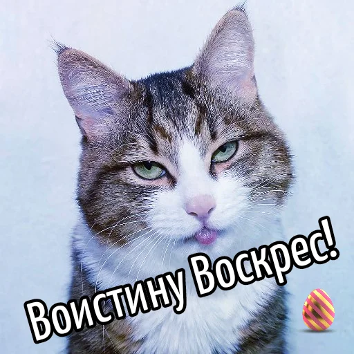 Эмодзи Кот "Бля" ?