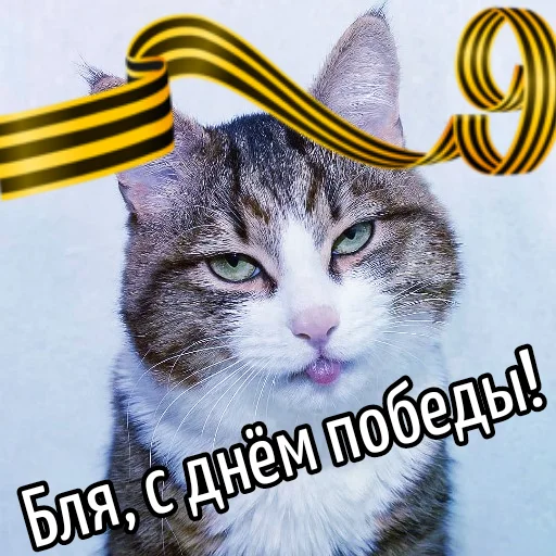 Эмодзи Кот "Бля" ?