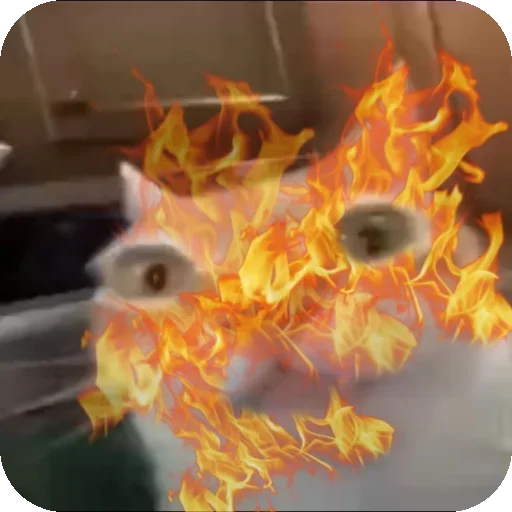 Эмодзи Кот Нормас