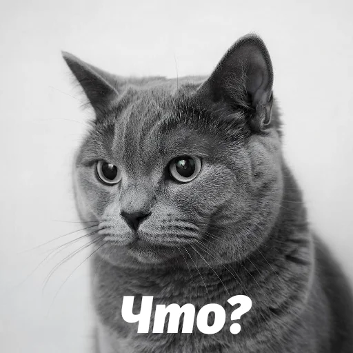 Эмодзи Котики