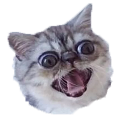 😲
