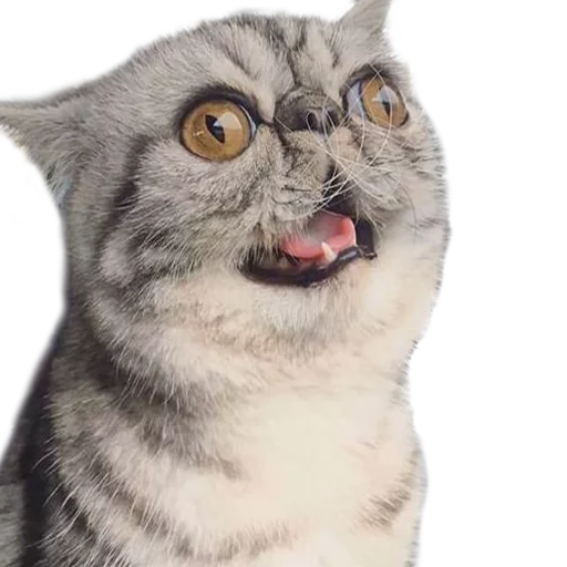Эмодзи Котбезумен