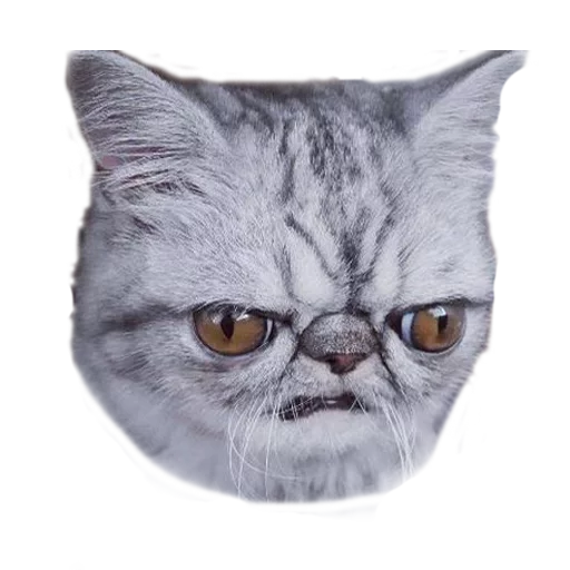 Эмодзи Котбезумен
