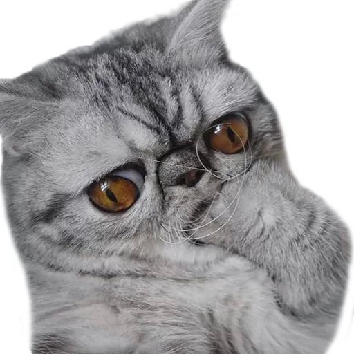 Эмодзи Котбезумен