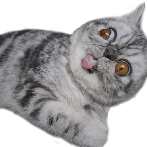 Эмодзи Котбезумен