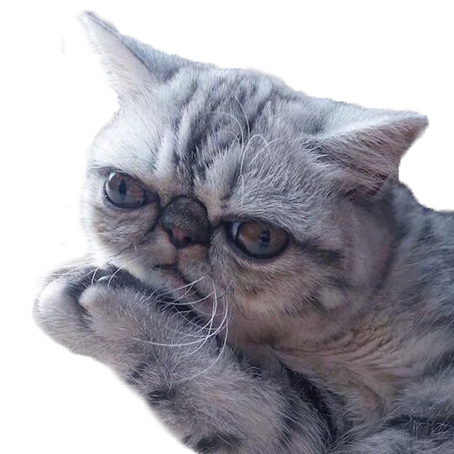 Эмодзи Котбезумен