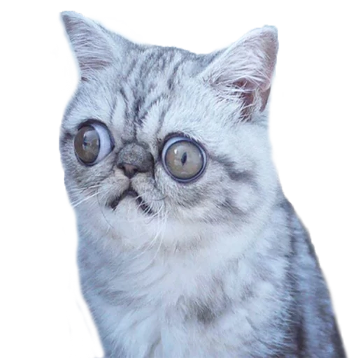 Эмодзи Котбезумен