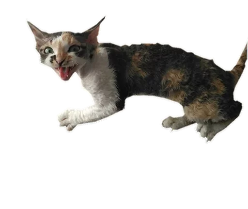 Эмодзи Котярик