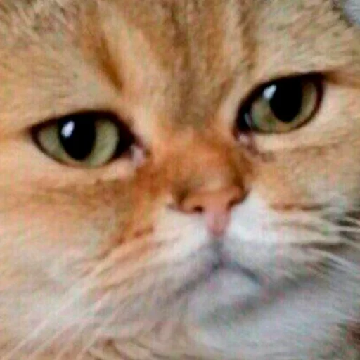 Эмодзи Kotiashi