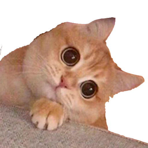 Эмодзи Kotiashi