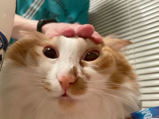 Эмодзи Котики