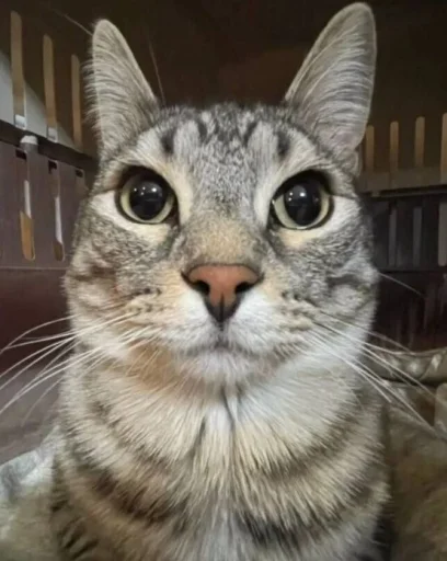 Эмодзи Котики