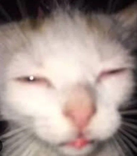 Эмодзи Котики