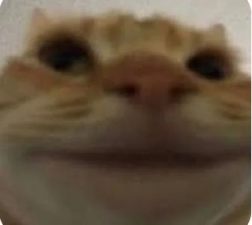 Эмодзи Котики