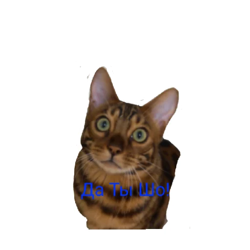 Эмодзи Котик лексус