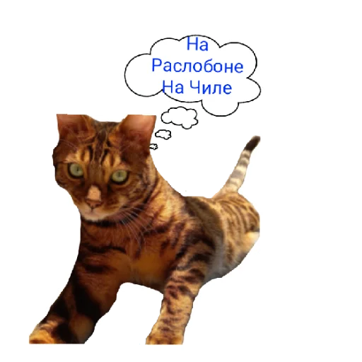 Эмодзи Котик лексус