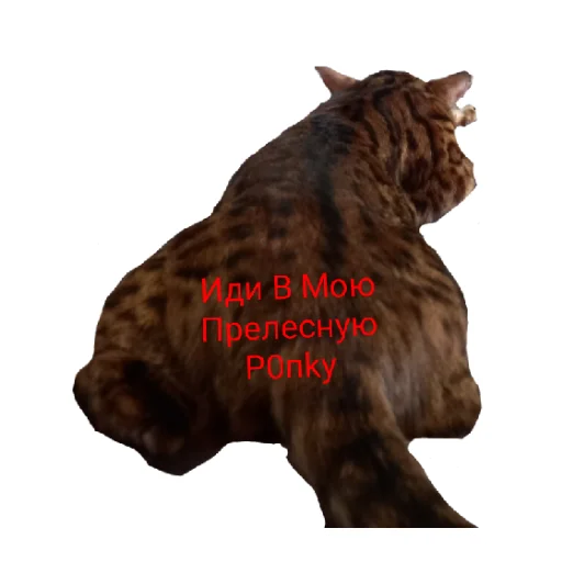 Эмодзи Котик лексус