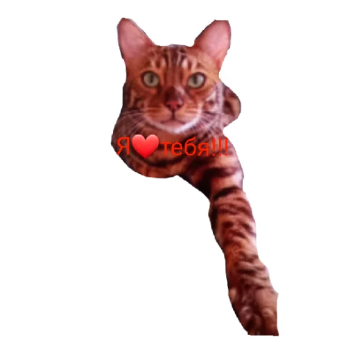 Эмодзи Котик лексус