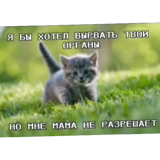 Эмодзи Котике