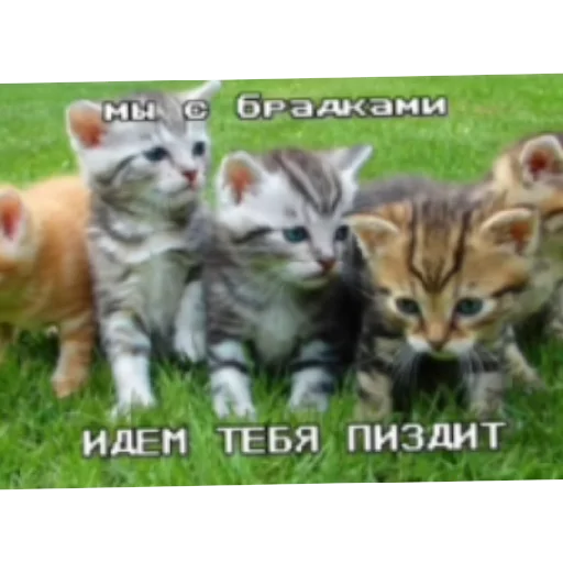 Эмодзи Котике
