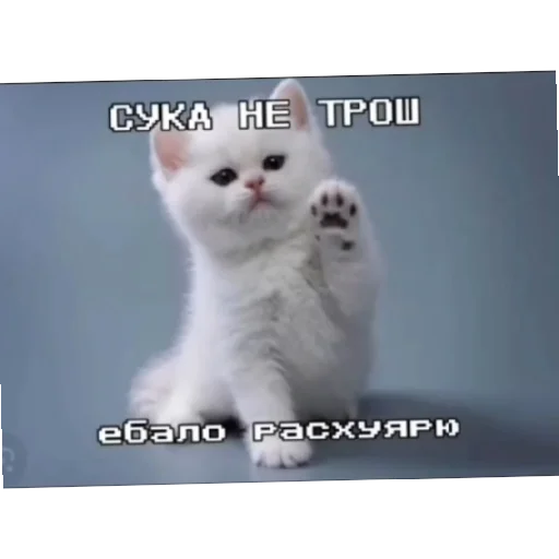 Эмодзи Котике